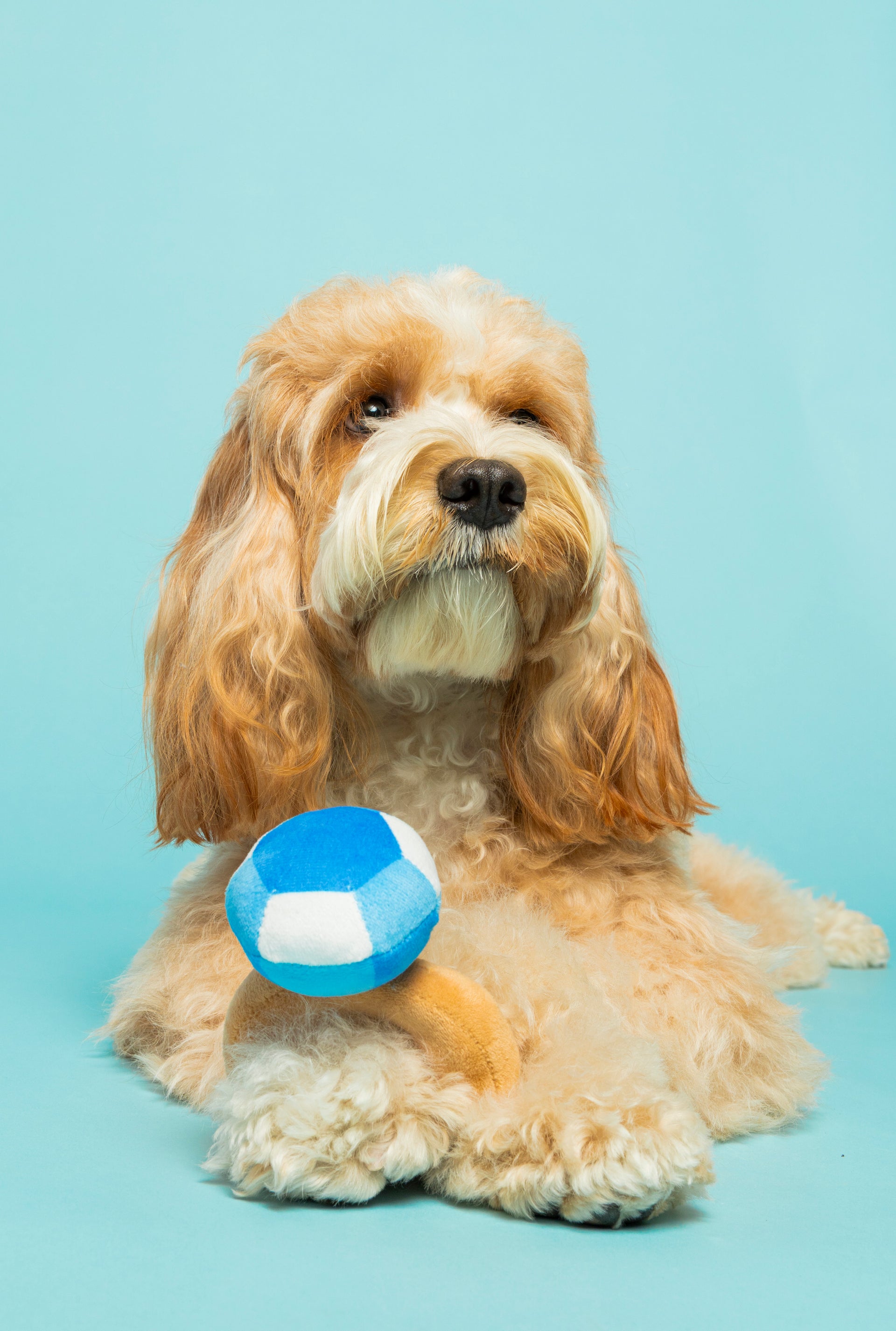 Bling Bling Diamond Ring Dog Toy