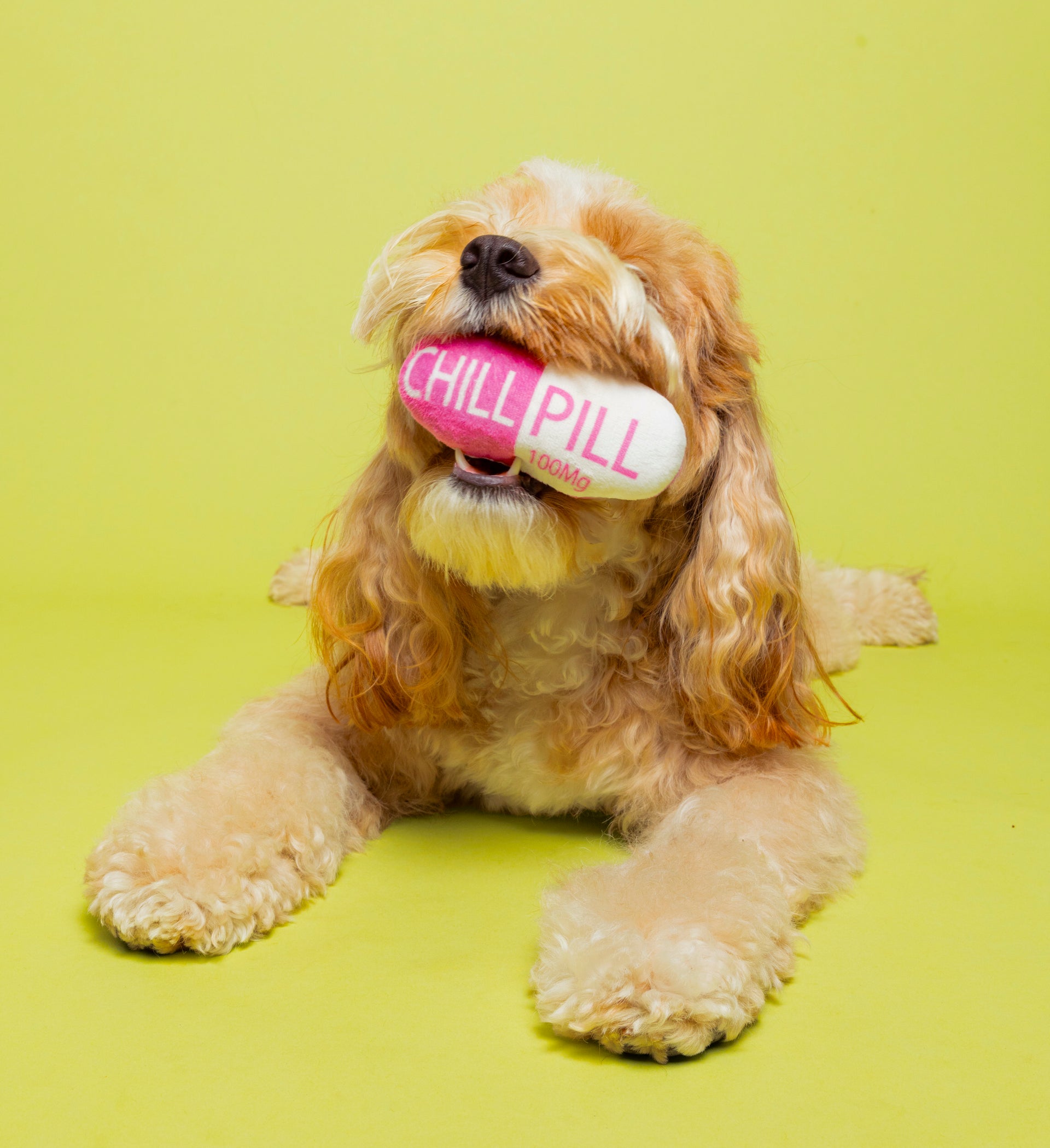 Chill Pill Dog Toy
